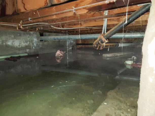 Best Mold removal after water damage  in Oak Hill, FL