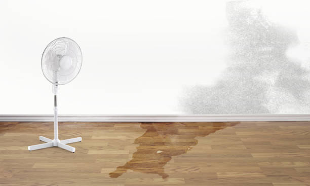 Best Professional water damage repair  in Oak Hill, FL